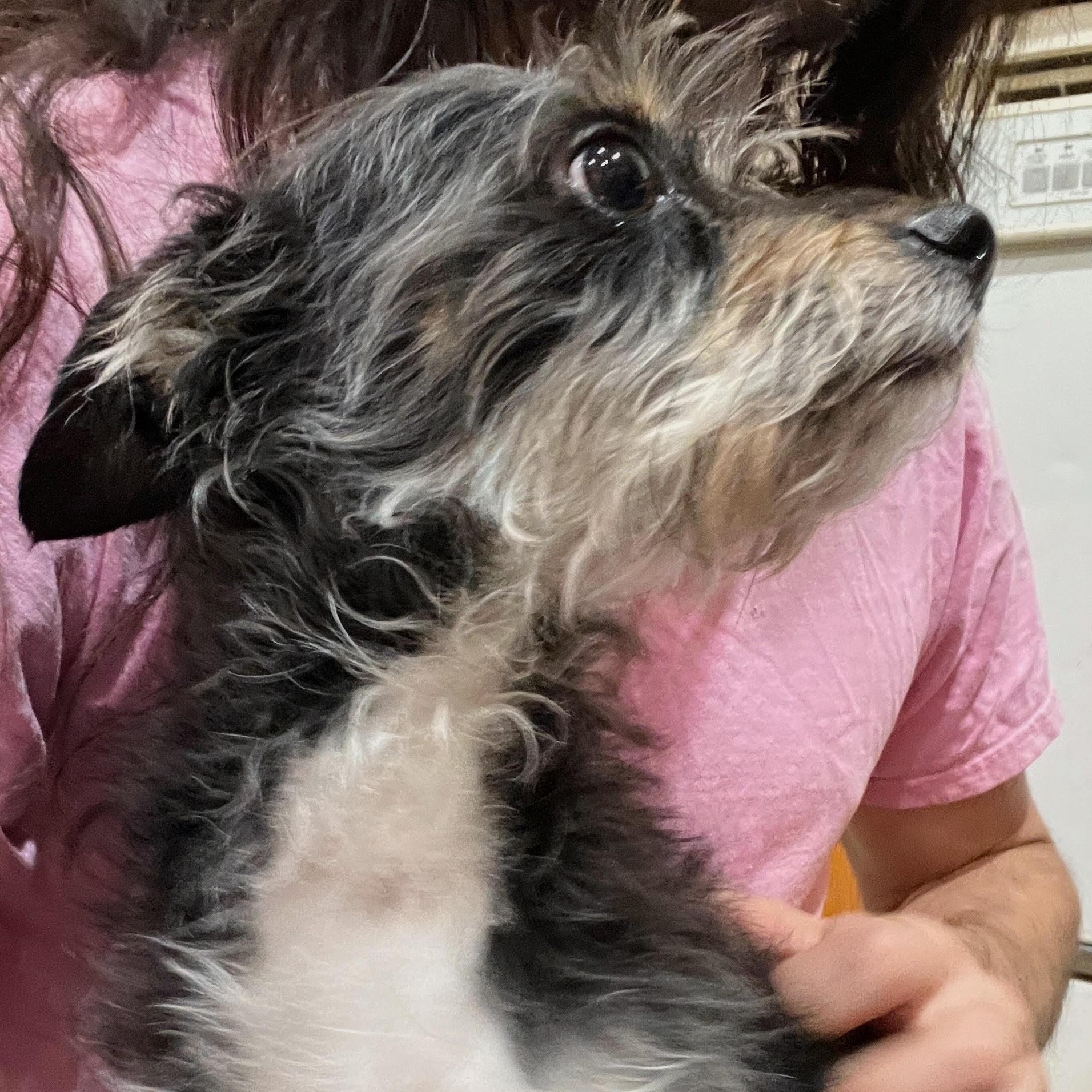 Enlarge Tiny Tobias, a ADOPTABLE mixed breed in Los Angeles, CA image 5/5