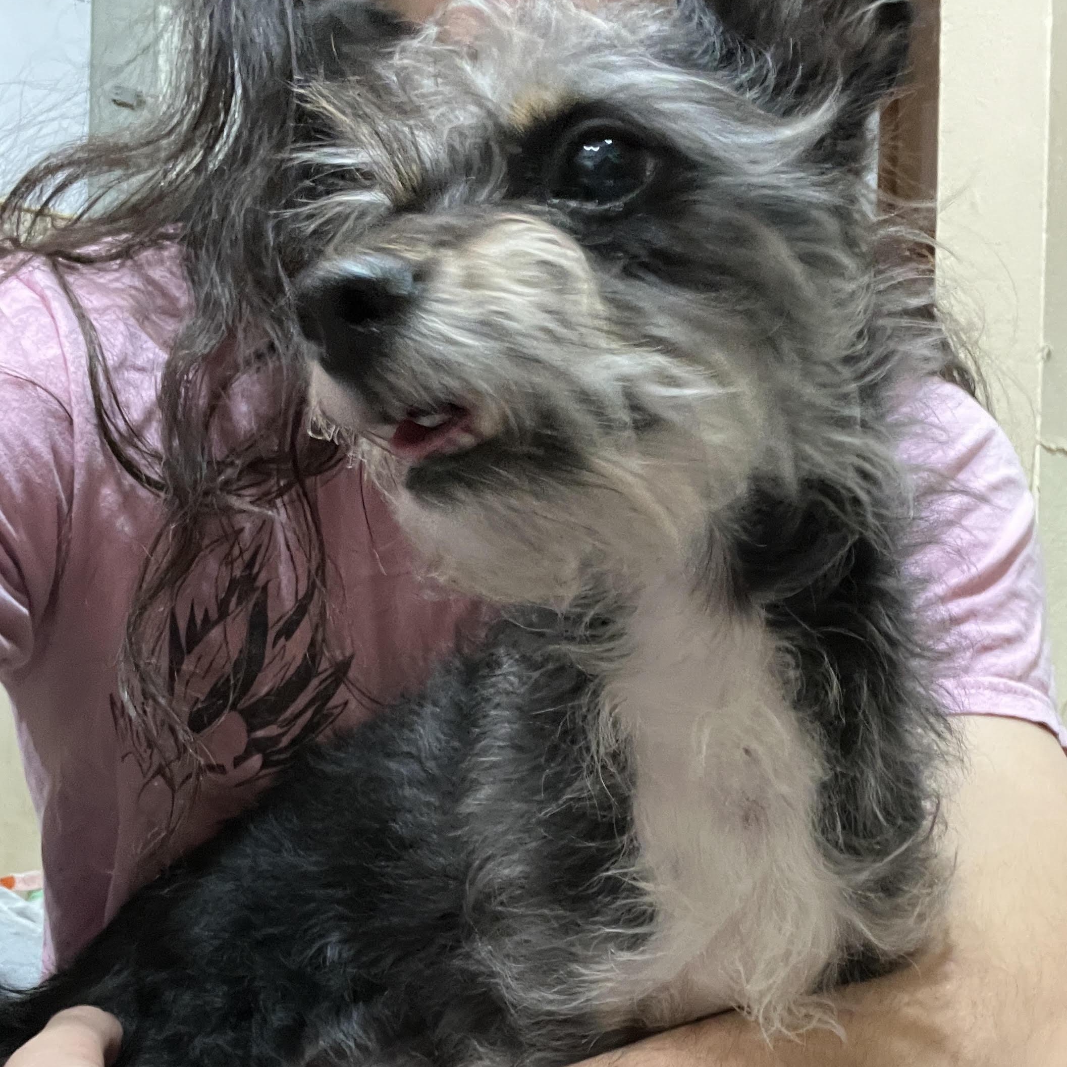 Enlarge Tiny Tobias, a ADOPTABLE mixed breed in Los Angeles, CA image 1/5