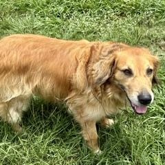 Enlarge Spring, a ADOPTABLE mixed breed in New Canaan, CT image 3/6