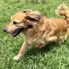 Enlarge Spring, a ADOPTABLE mixed breed in New Canaan, CT image 2/6