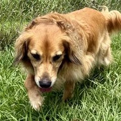 Enlarge Spring, a ADOPTABLE mixed breed in New Canaan, CT image 4/6