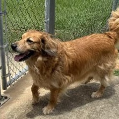 Enlarge Spring, a ADOPTABLE mixed breed in New Canaan, CT image 1/6