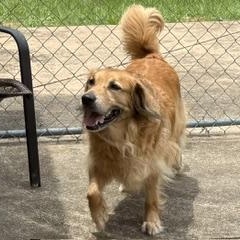 Enlarge Spring, a ADOPTABLE mixed breed in New Canaan, CT image 6/6