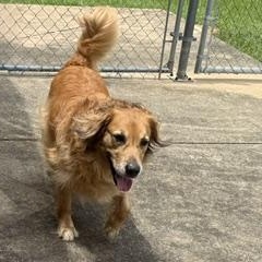 Enlarge Spring, a ADOPTABLE mixed breed in New Canaan, CT image 5/6
