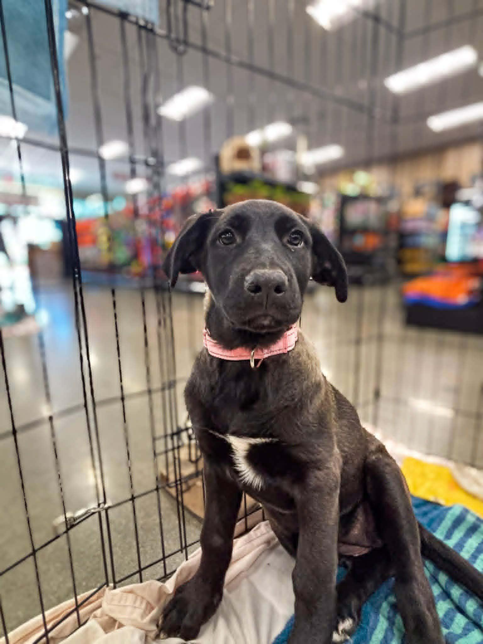 Junebug, a ADOPTABLE mixed breed in Temecula, CA image 4/4