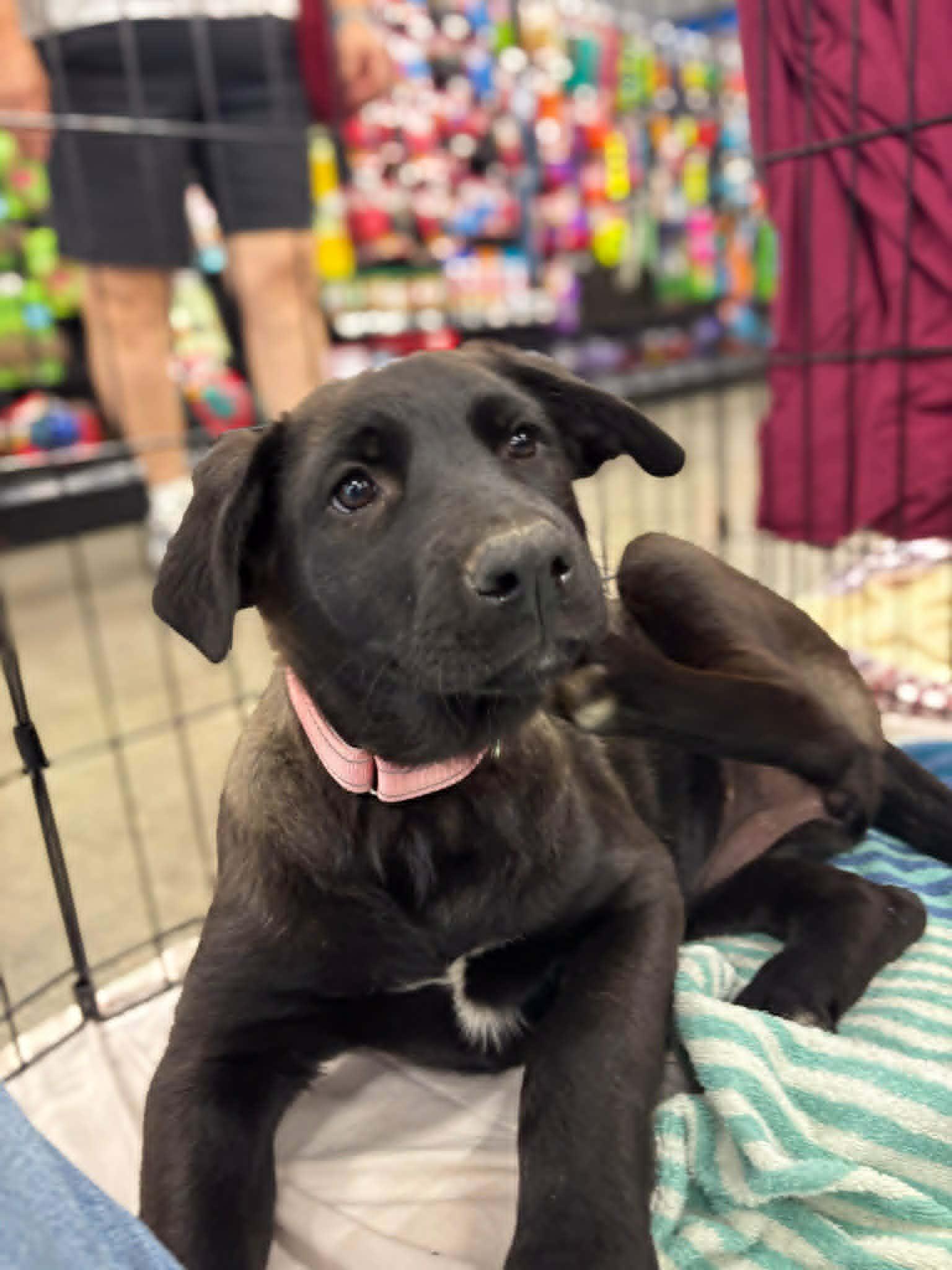 Junebug, a ADOPTABLE mixed breed in Temecula, CA image 1/4
