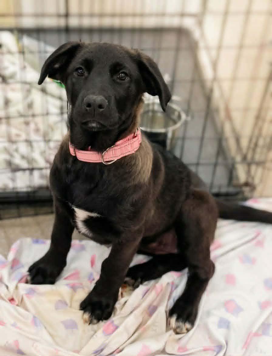 Junebug, a ADOPTABLE mixed breed in Temecula, CA image 2/4