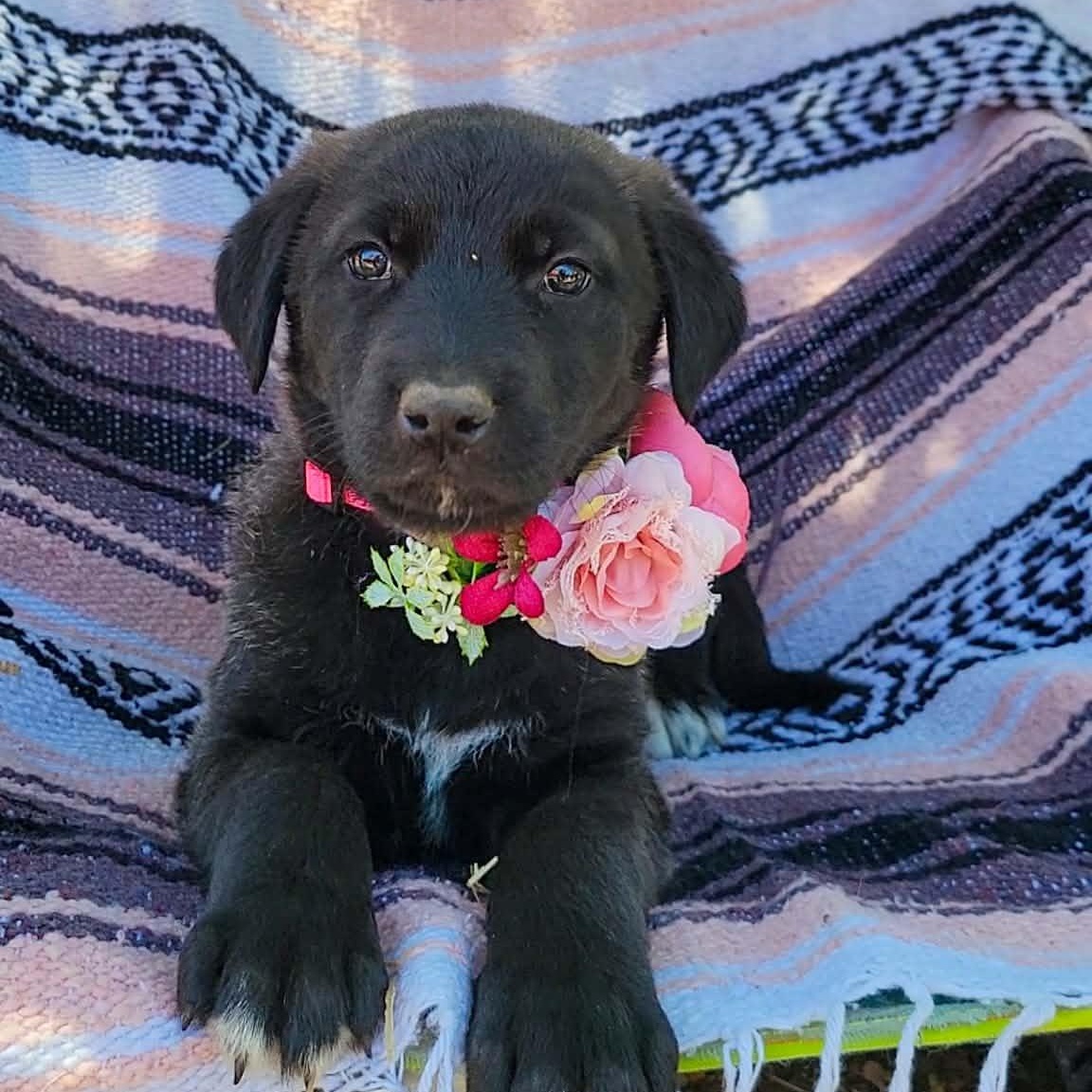 Junebug, a ADOPTABLE mixed breed in Temecula, CA image 3/4