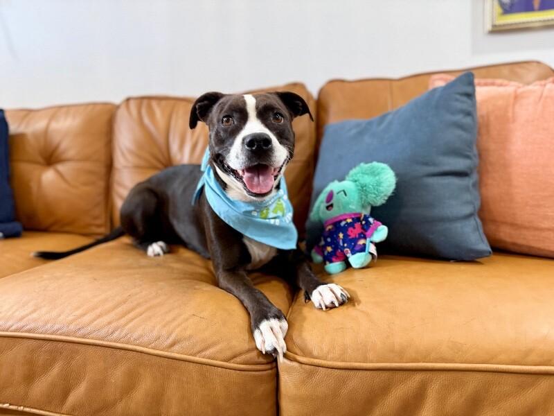 Molly the Itty Bitty Pittie — thumbnail 2