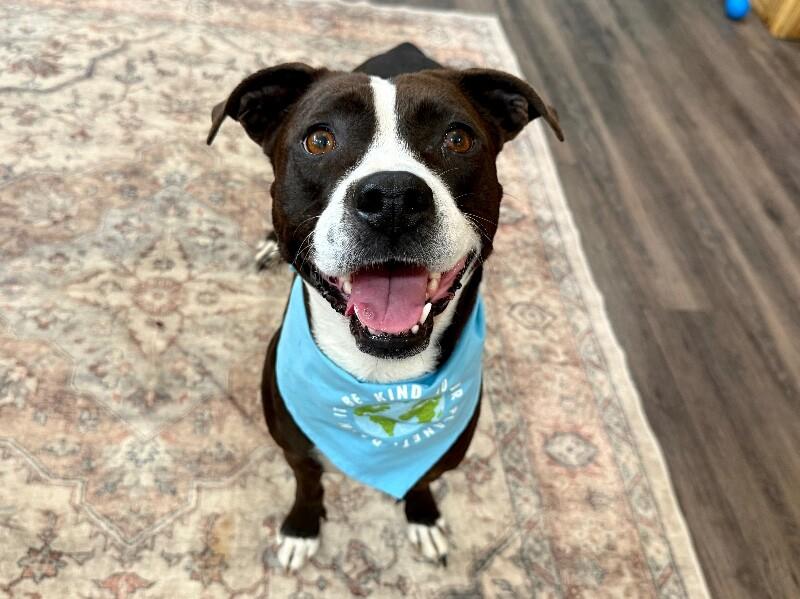 Molly the Itty Bitty Pittie — thumbnail 3