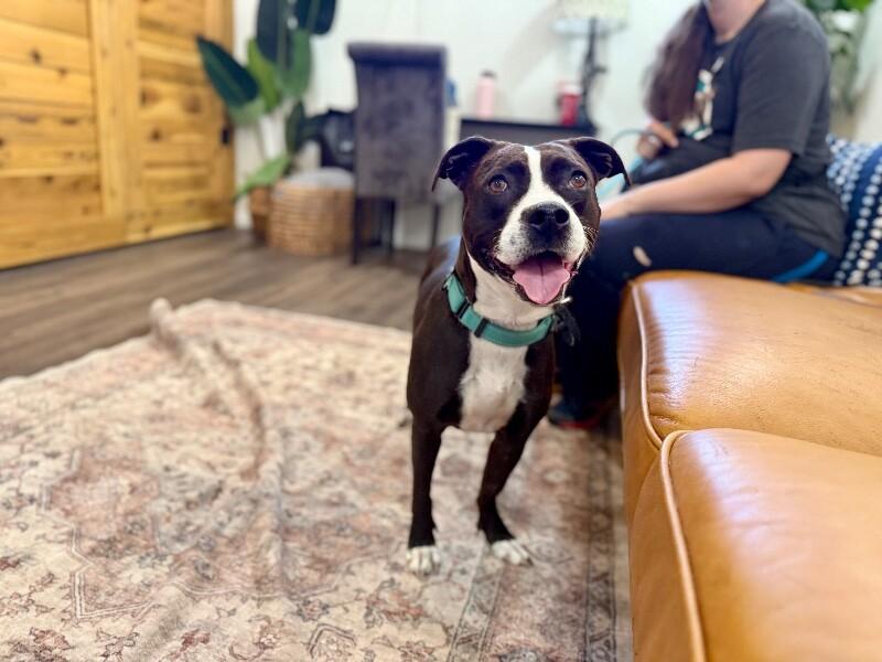 Molly the Itty Bitty Pittie — thumbnail 4