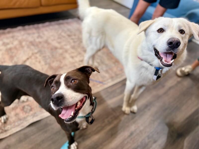 Molly the Itty Bitty Pittie — thumbnail 5