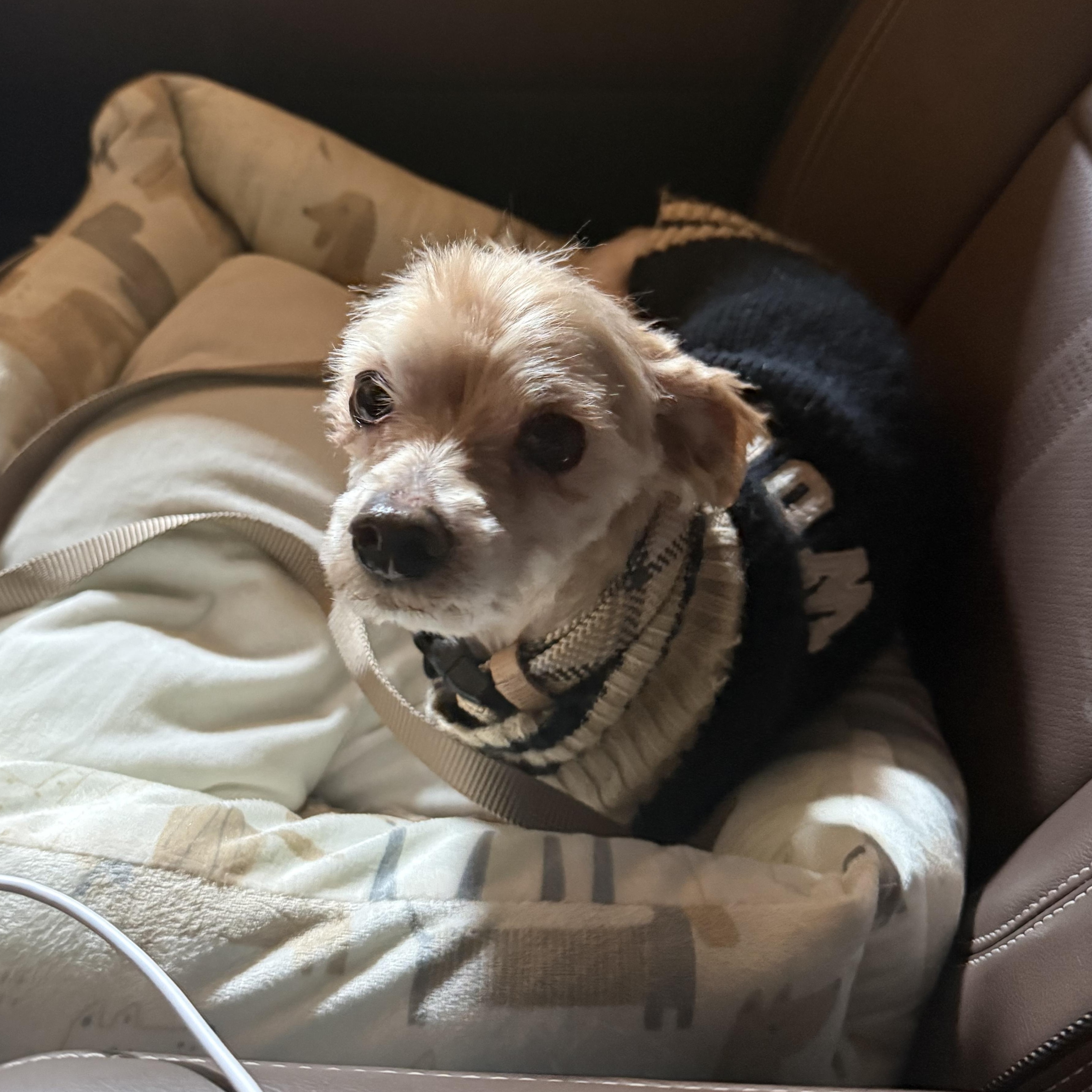 Lex, ADOPTABLE, Senior Male Yorkie Poo.