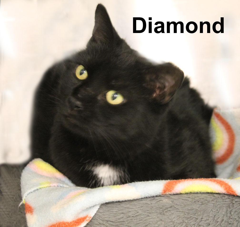 Diamond New. (sweet female with a white diamond on her chest)