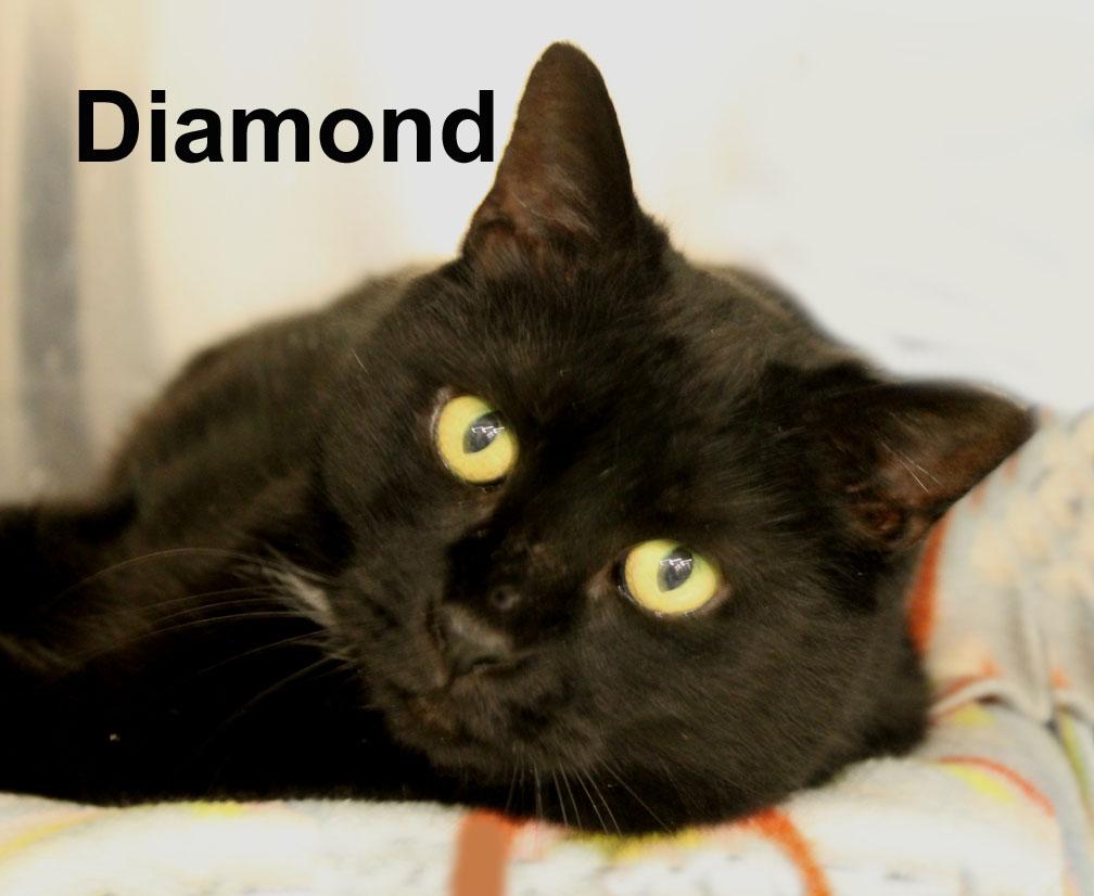 Diamond New. (sweet female with a white diamond on her chest) — thumbnail 2