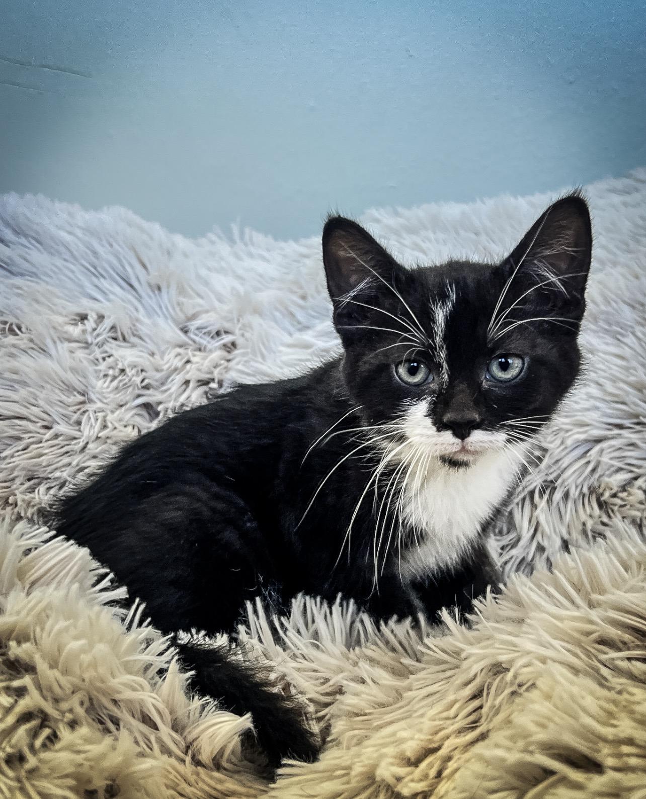 Rizzo, ADOPTABLE, Kitten Female Domestic Short Hair.
