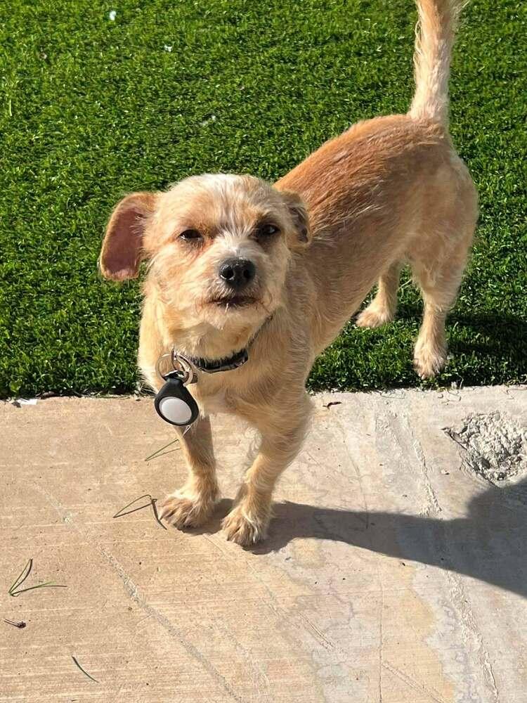 Bruno Wendelle, Adoptable, Adult Male Terrier.
