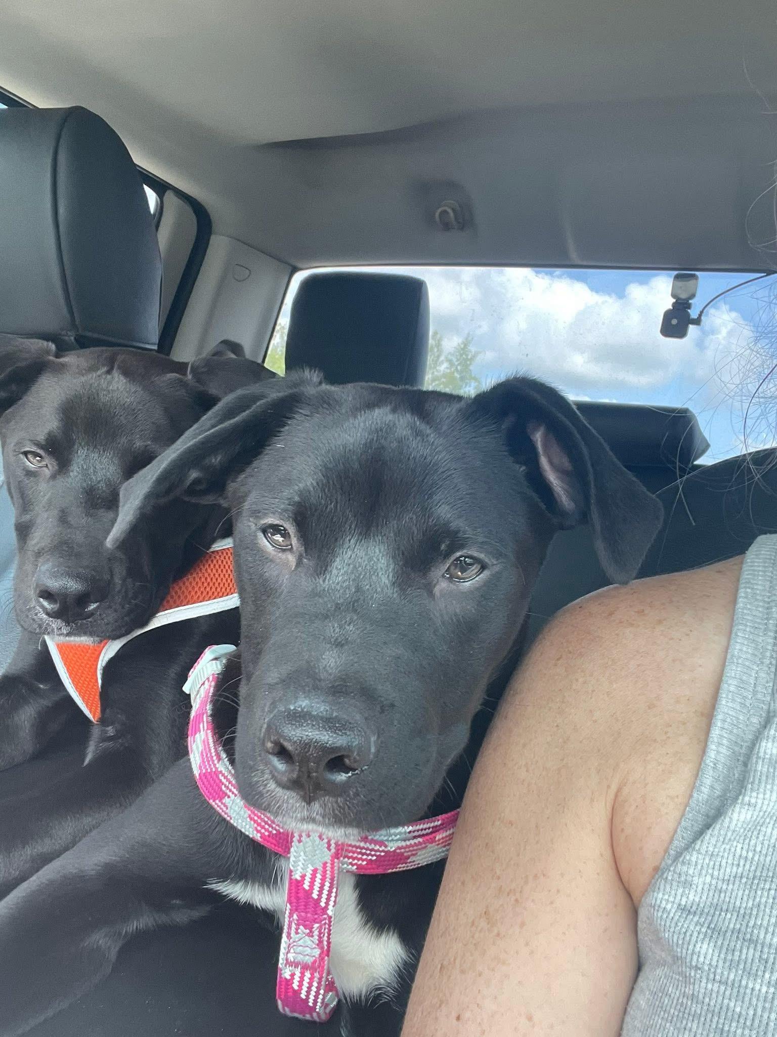 Roxy, Adoptable, Puppy Female Black Labrador Retriever.