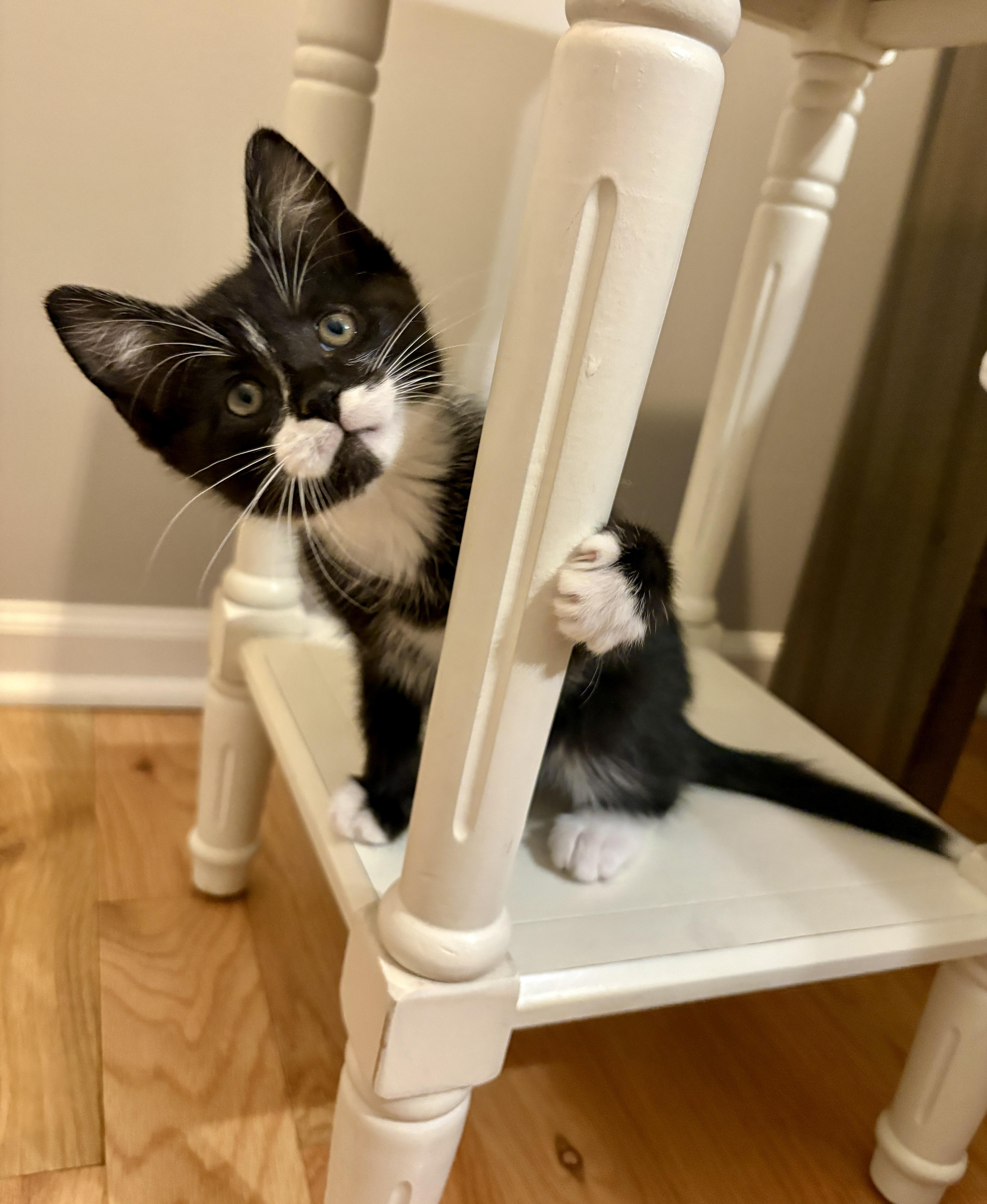 Wonka, a ADOPTABLE Domestic Short Hair in Charlotte, NC image 1/4