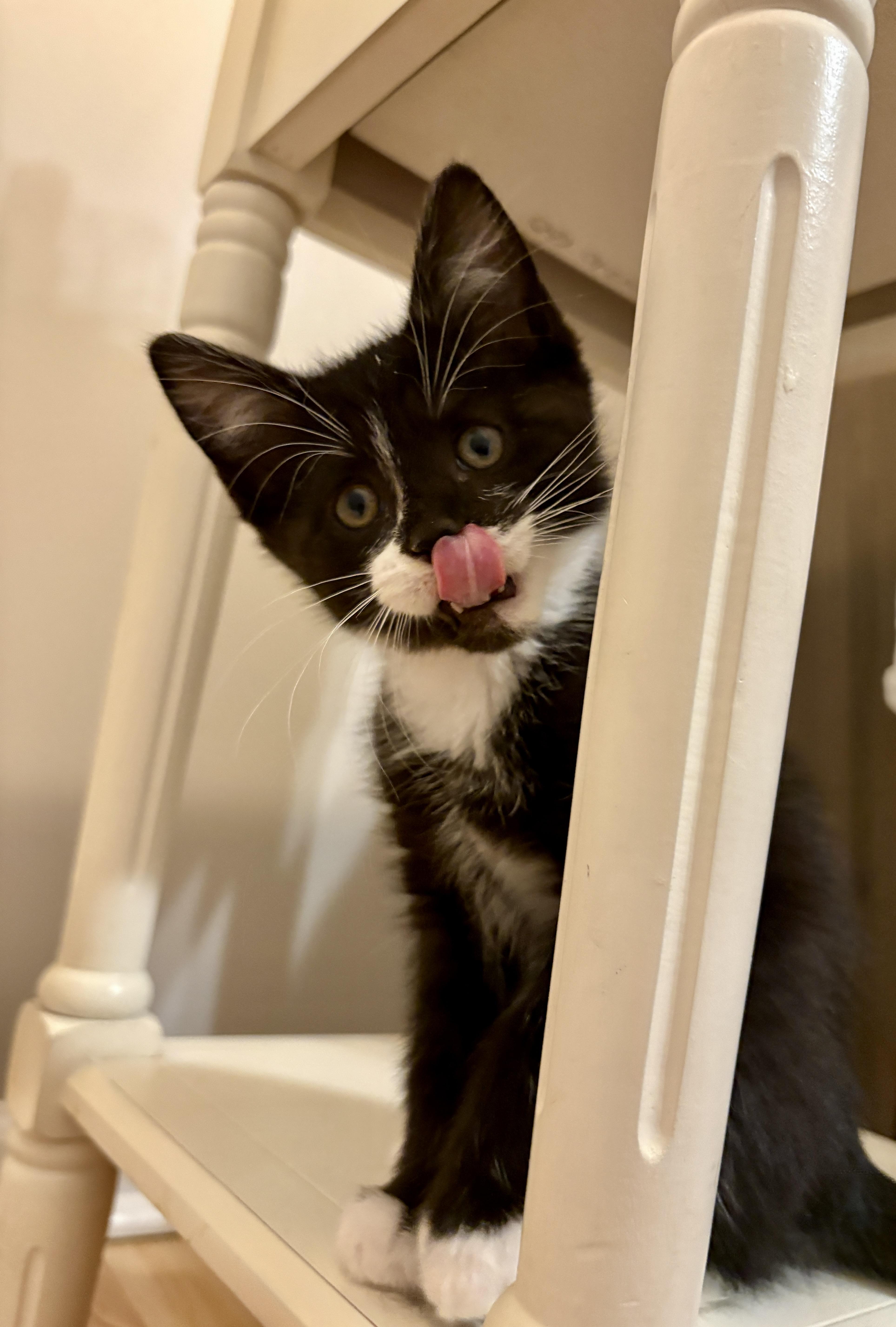 Wonka, a ADOPTABLE Domestic Short Hair in Charlotte, NC image 3/4
