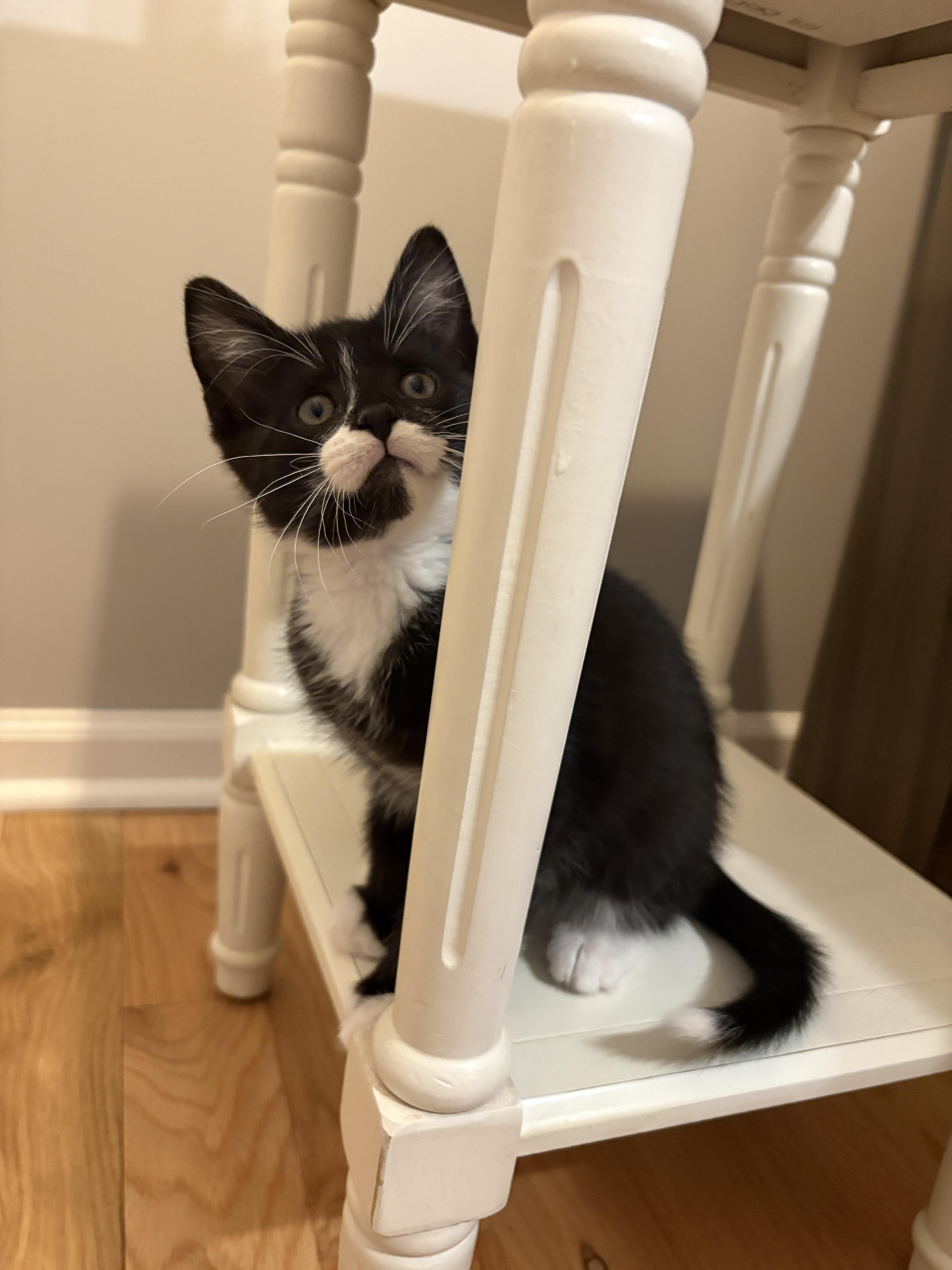 Wonka, a ADOPTABLE Domestic Short Hair in Charlotte, NC image 2/4