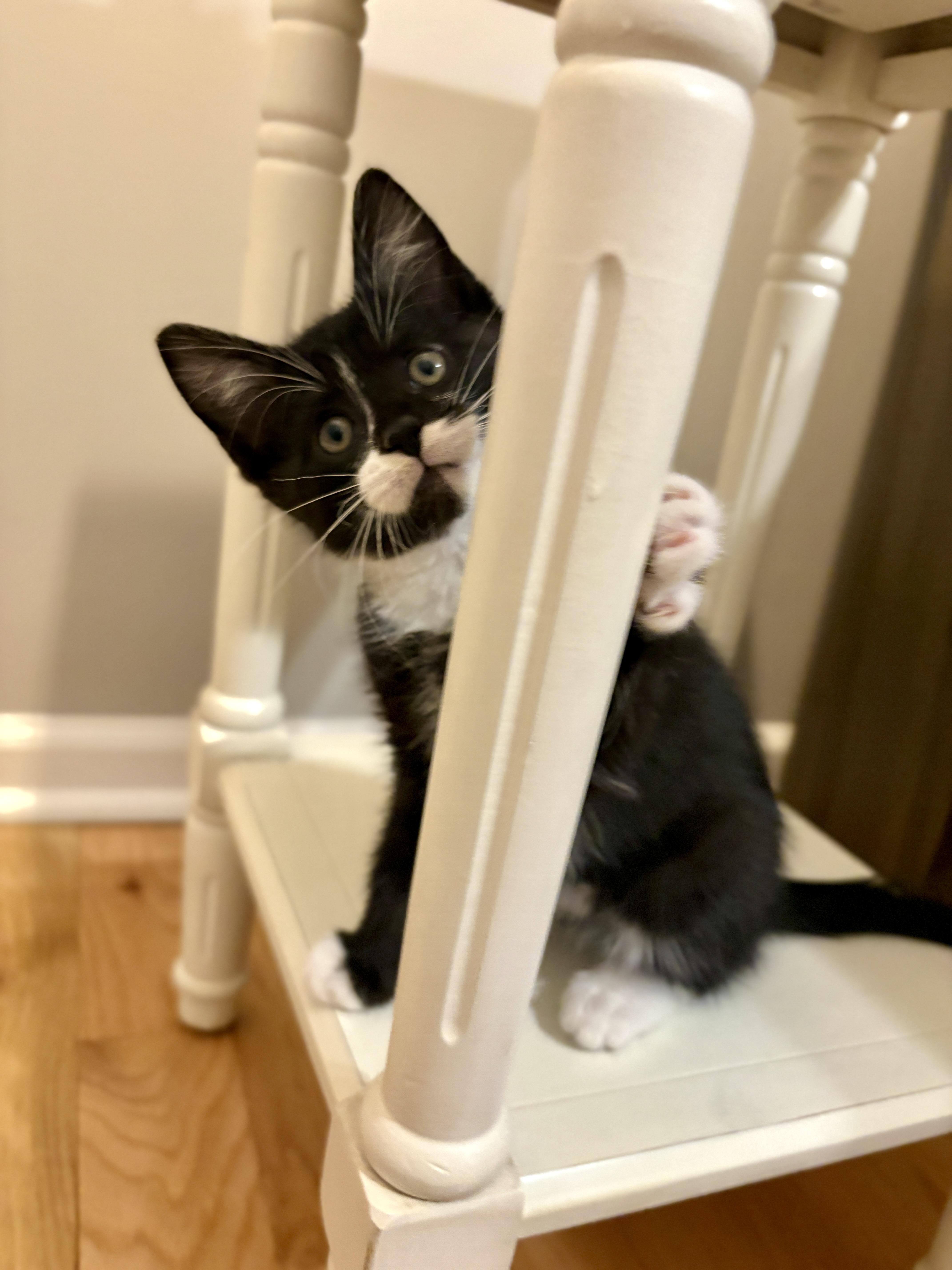 Wonka, a ADOPTABLE Domestic Short Hair in Charlotte, NC image 4/4