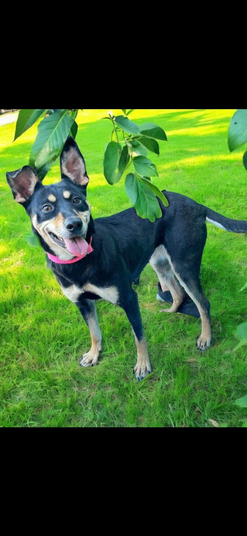 Coqueta, Young Female Doberman Pinscher