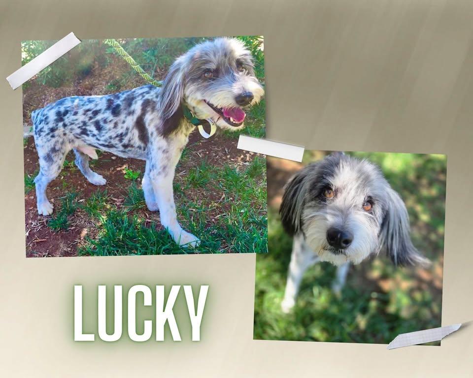Lucky, ADOPTABLE, Adult Male Australian Shepherd & Poodle.