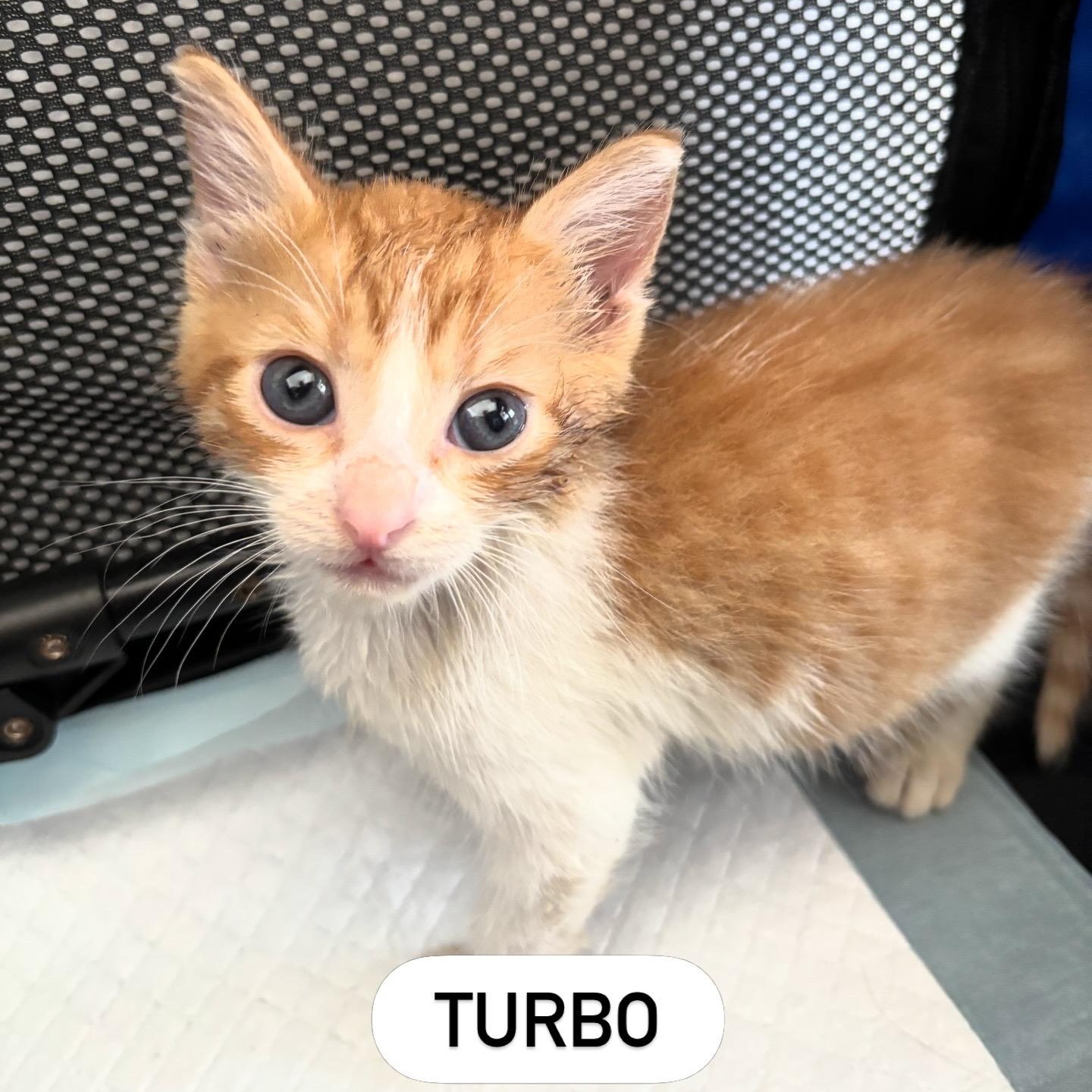 Turbo, a ADOPTABLE Domestic Short Hair in Honolulu, HI image 2/4