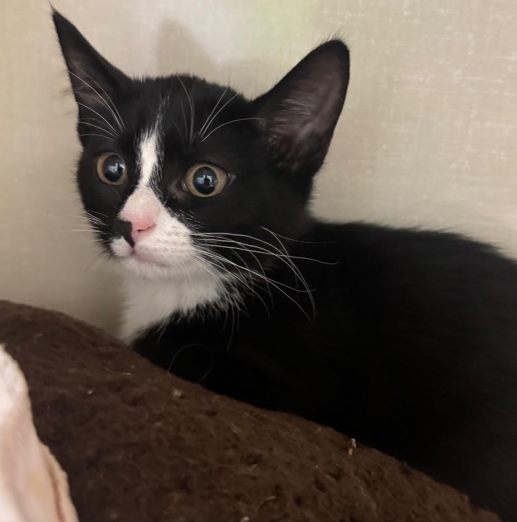 Melanie, Adoptable, Kitten Female Domestic Short Hair.