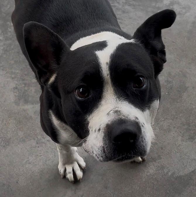 Enlarge Truffles  Sweetheart of a Girl!  Great with Kids Cats Dogs!   Low Rider Adorable, a Adoptable mixed breed in Richmond, VA image 1/4