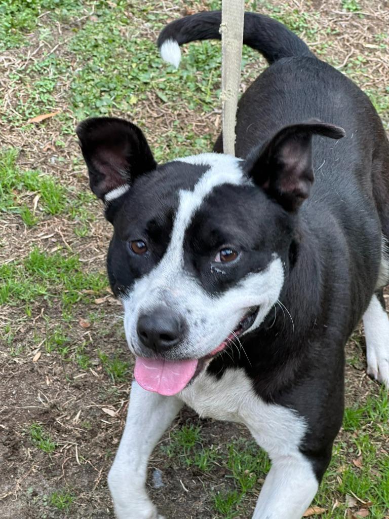 Truffles Sweet Border Collie Mix Foster to Adopt Option Offered! photo 1