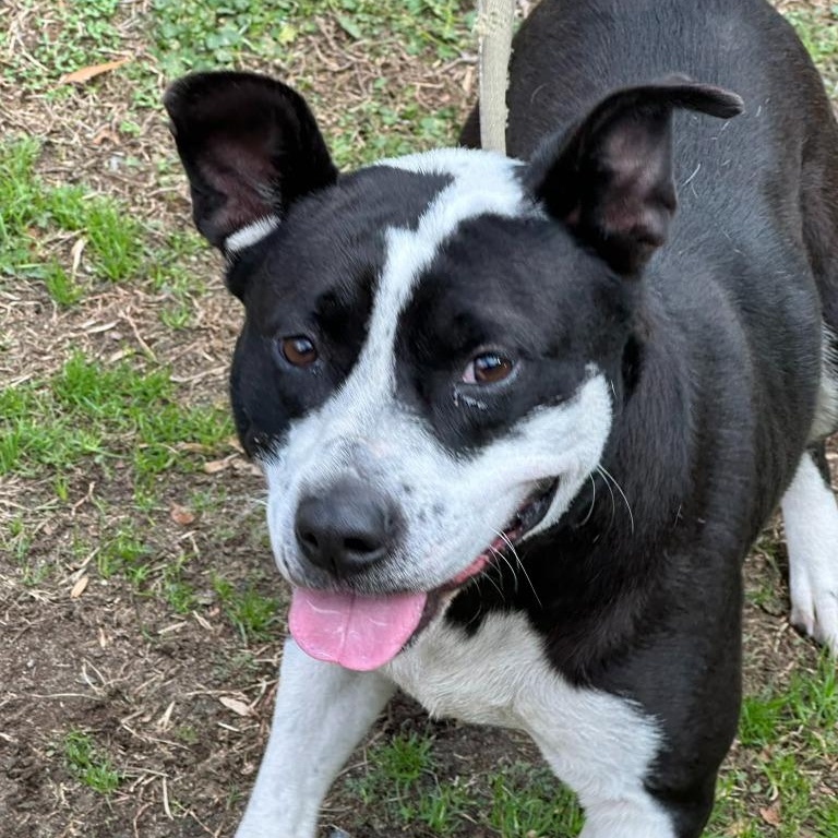 Enlarge Truffles  Sweetheart of a Girl!  Great with Kids Cats Dogs!   Low Rider Adorable, a Adoptable mixed breed in Richmond, VA image 3/4