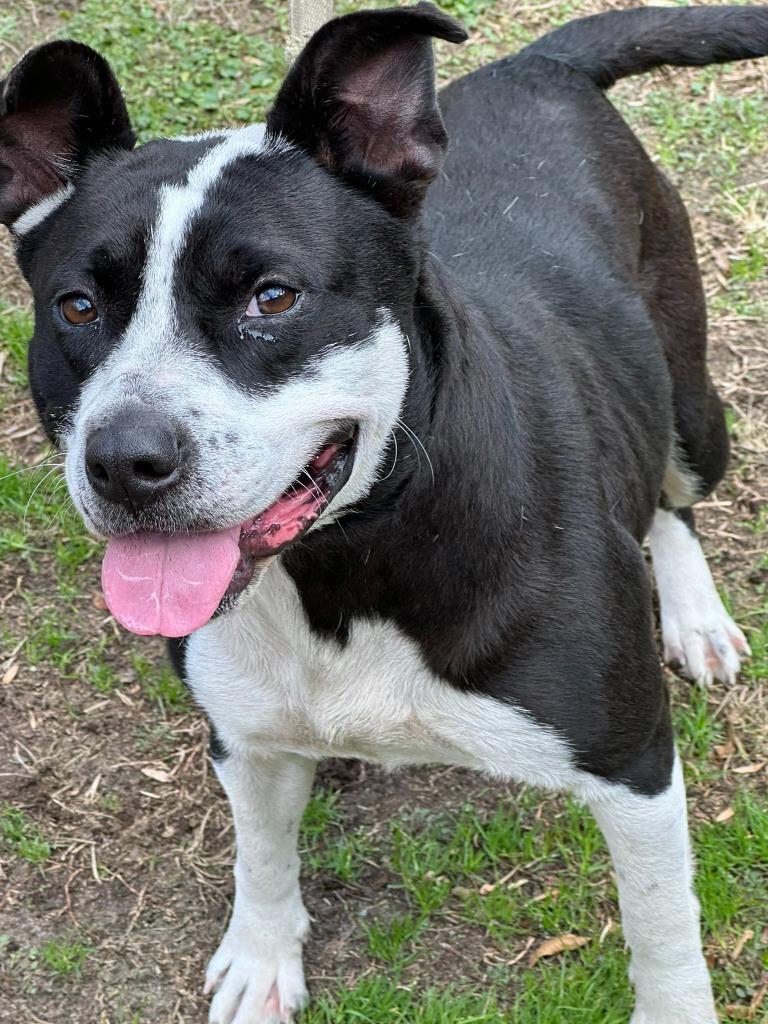 Truffles Sweetheart of a Girl! Great with Kids Cats Dogs! Low Rider Adorable, a Adoptable mixed breed in Richmond, VA image 3/4