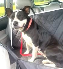 Truffles Sweetheart of a Girl! Great with Kids Cats Dogs! Low Rider Adorable, Adoptable, Young Female Border Collie & American Bully.