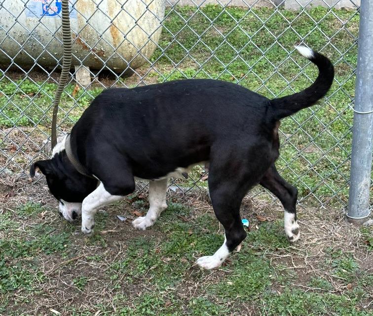 Truffles Sweetheart of a Girl! Great with Kids Cats Dogs! Low Rider Adorable, a Adoptable mixed breed in Richmond, VA image 4/4