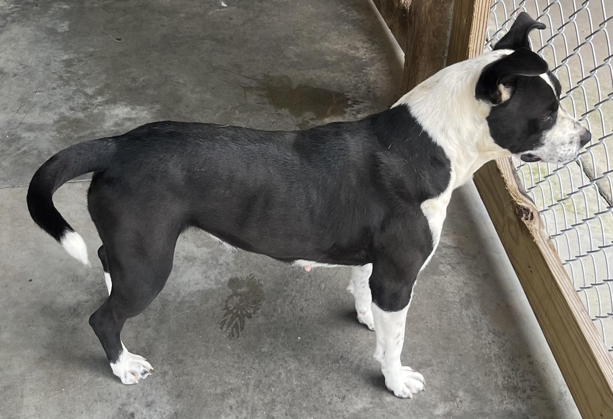 Enlarge Truffles  Sweetheart of a Girl!  Great with Kids Cats Dogs!   Low Rider Adorable, a Adoptable mixed breed in Richmond, VA image 4/4