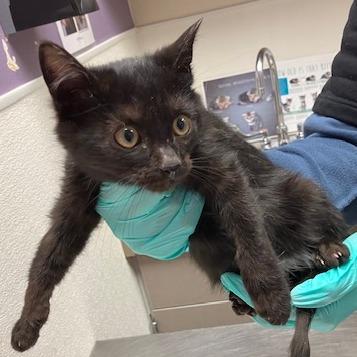 Sycamore thumbnail 2