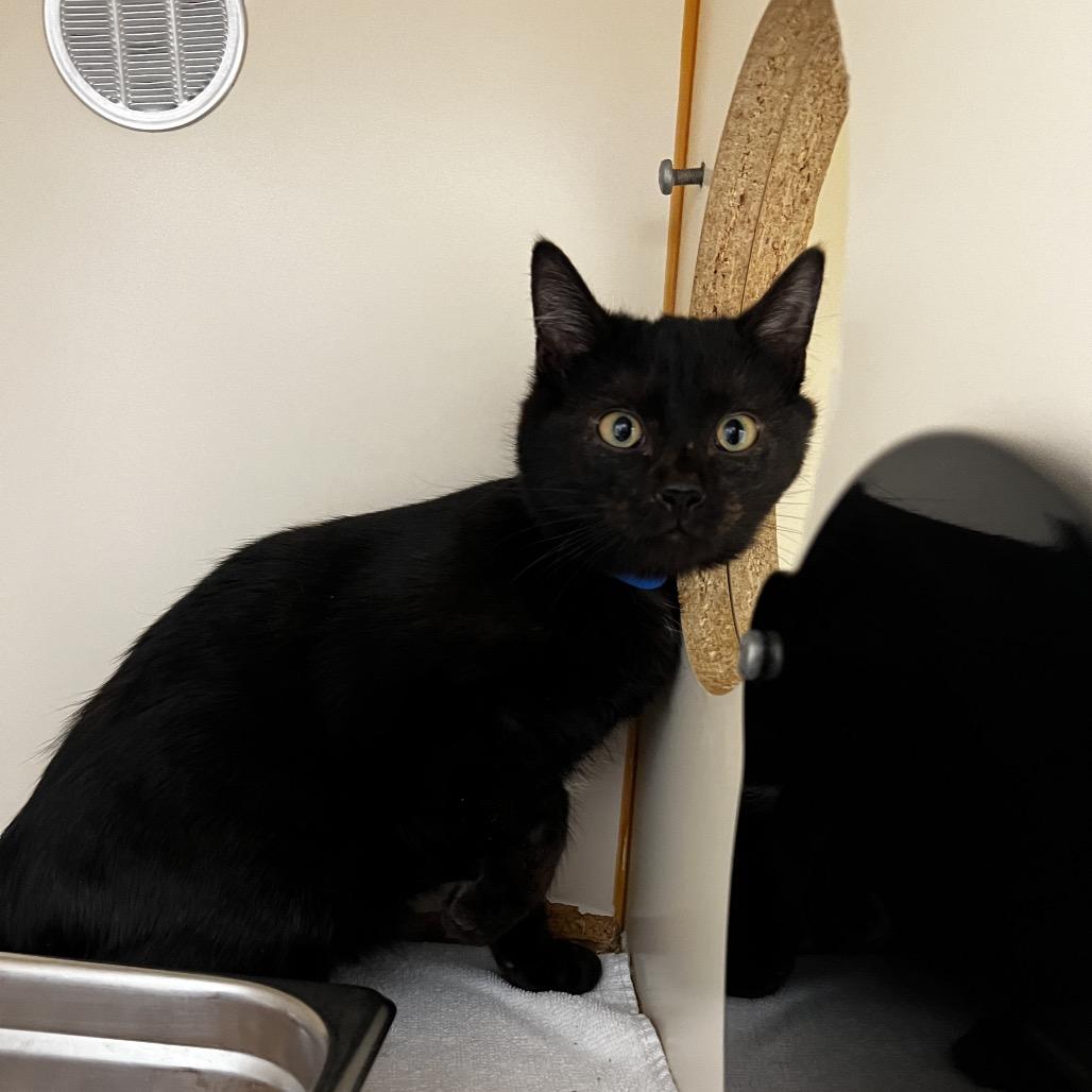 Sycamore thumbnail 3