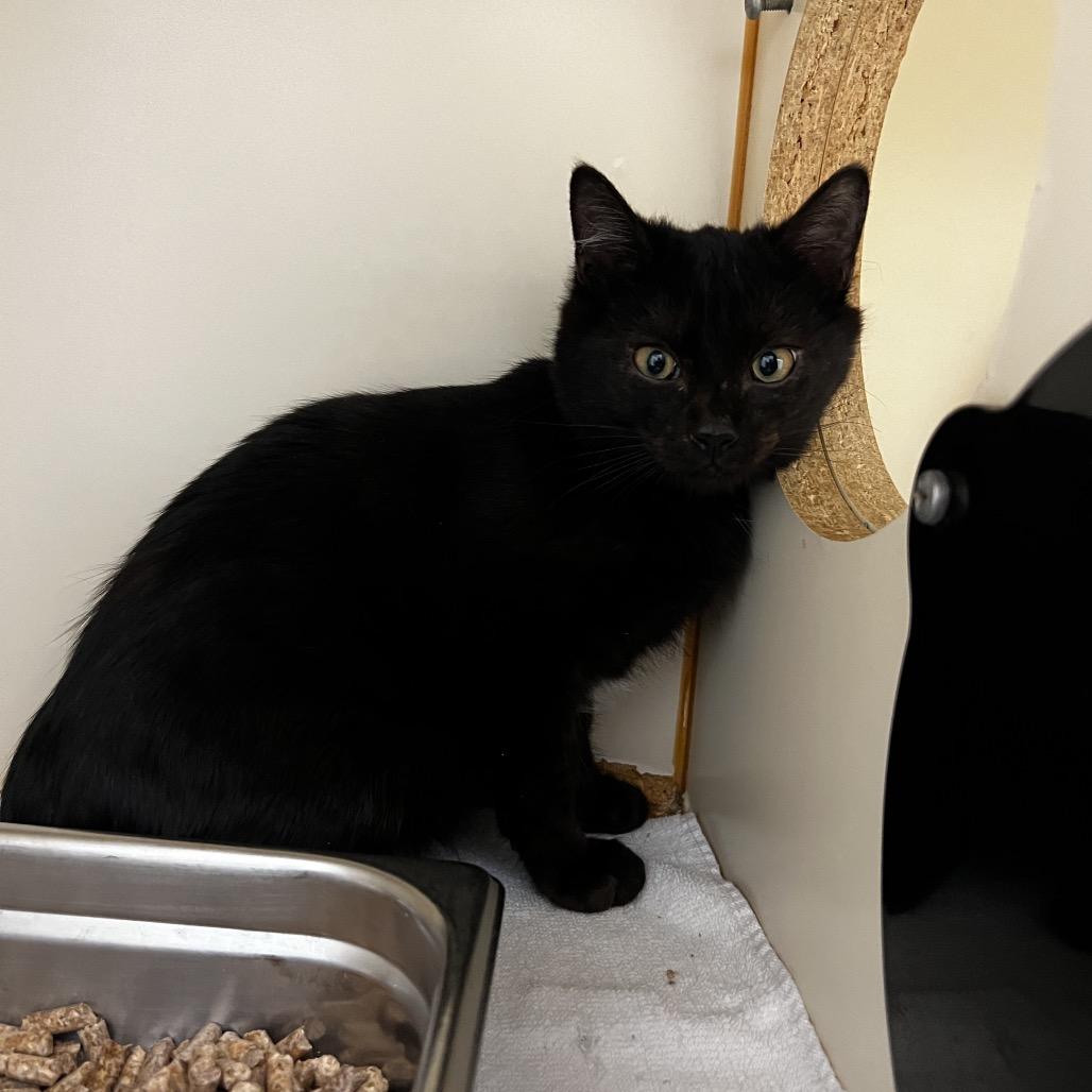 Sycamore thumbnail 4