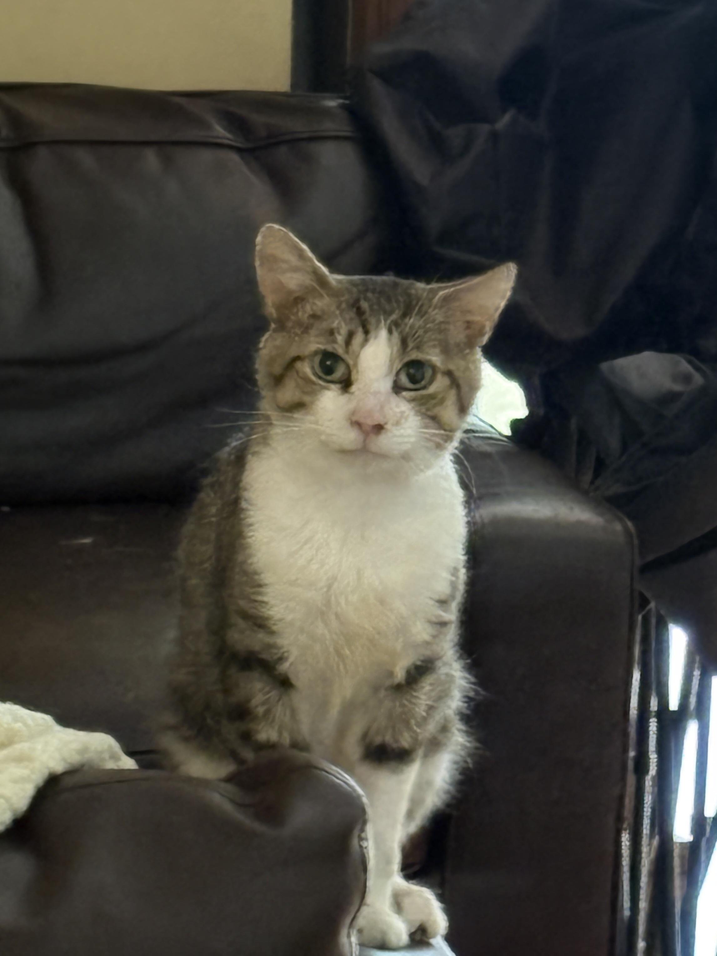 Charlie, Adoptable, Adult Male Domestic Short Hair.