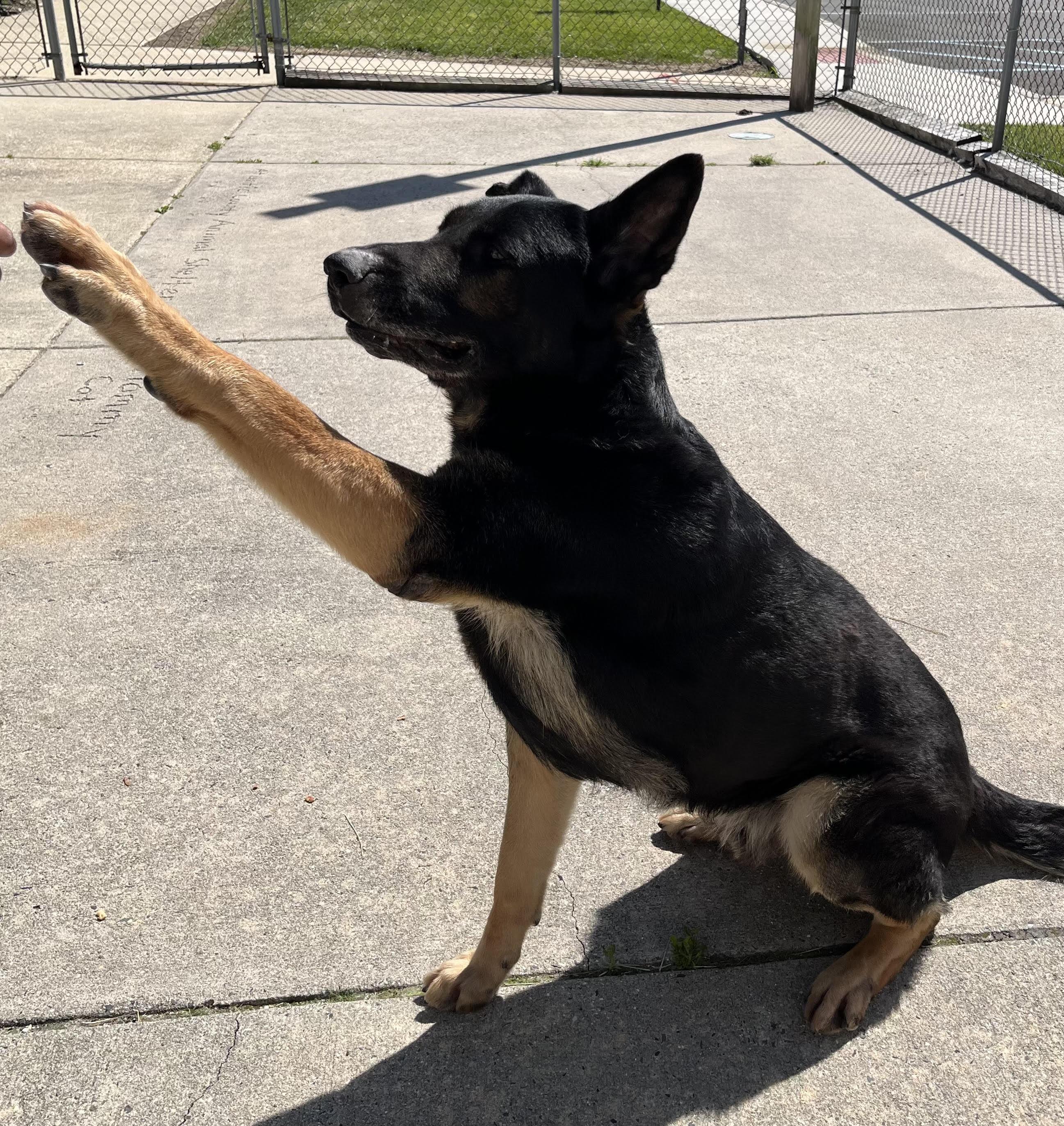 Chewy, a Adoptable German Shepherd Dog in Egg Harbor Township, NJ image 1/3