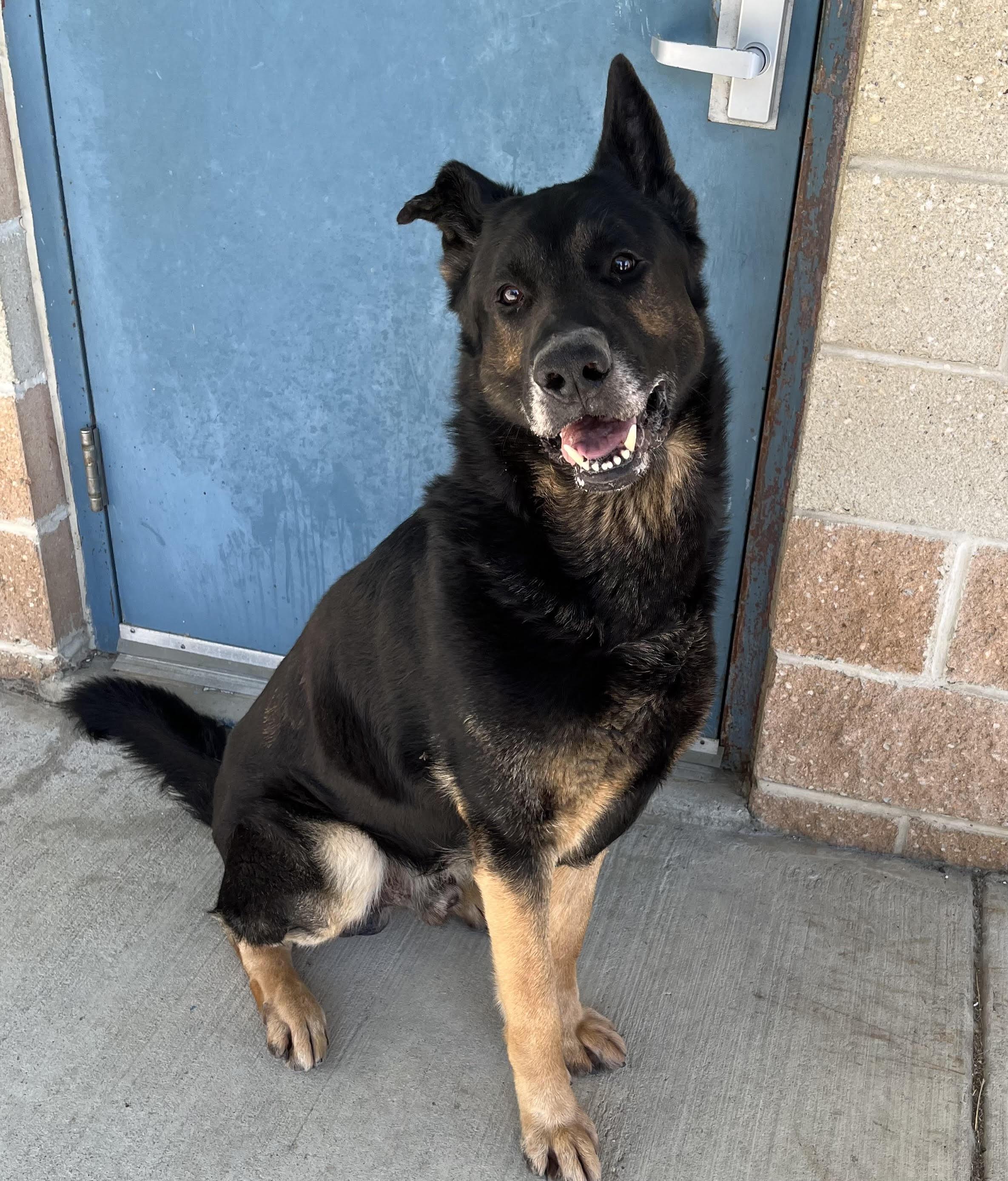 Chewy, a Adoptable German Shepherd Dog in Egg Harbor Township, NJ image 2/3