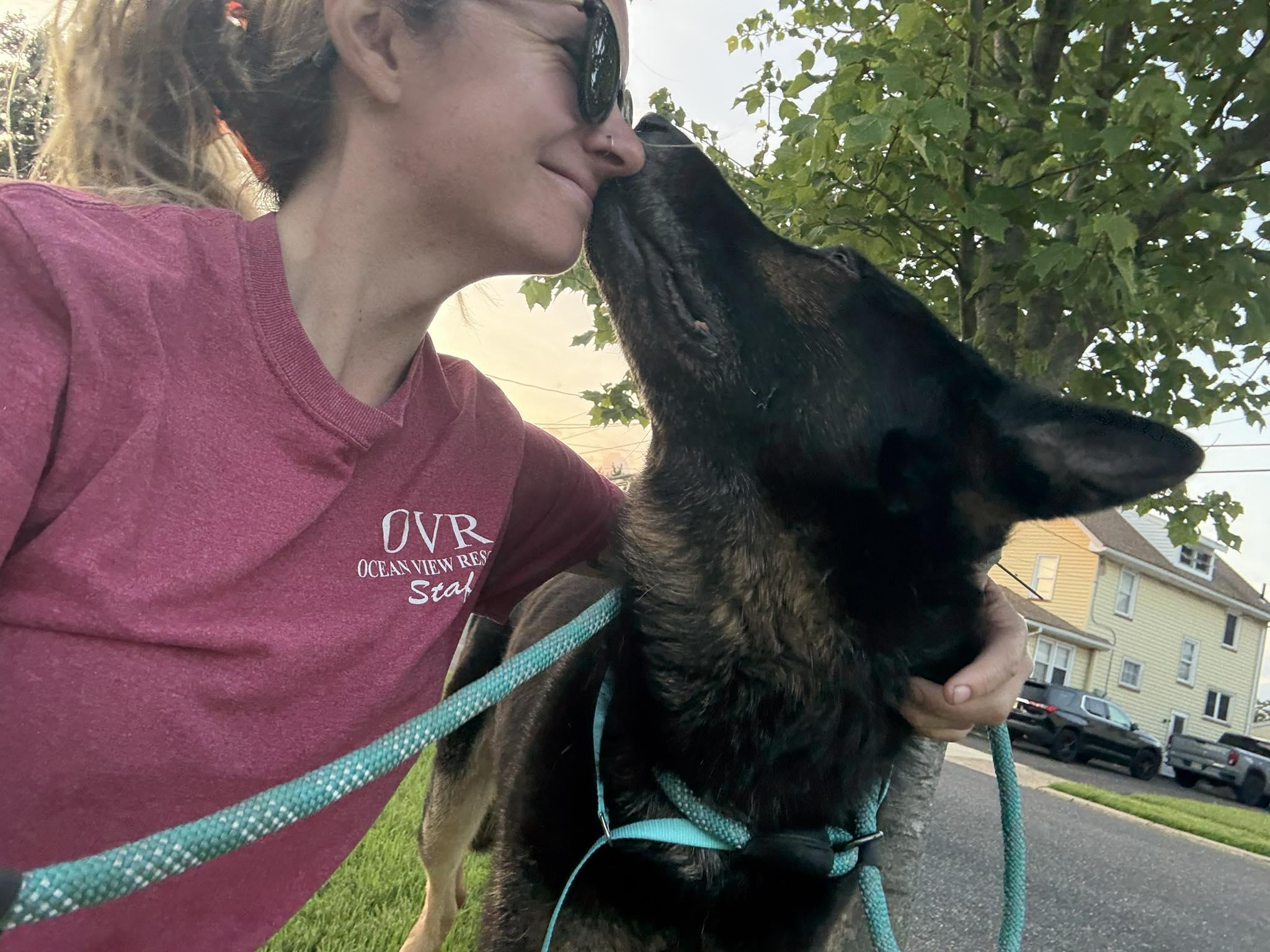 Chewy, a Adoptable German Shepherd Dog in Egg Harbor Township, NJ image 3/3