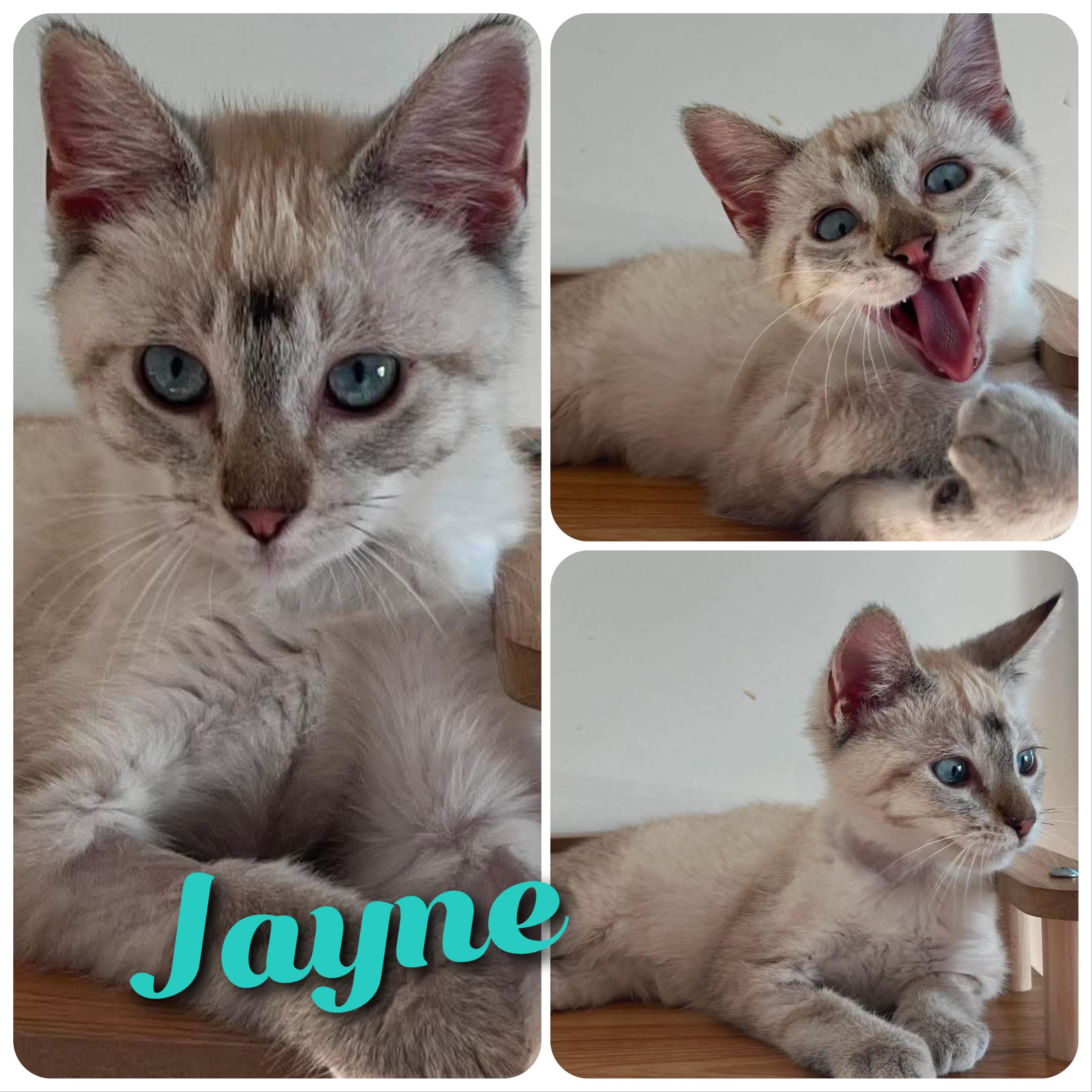 Jayne, adopted, Young Female Siamese & Domestic Short Hair.