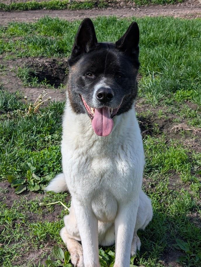 Enlarge Toka, a Adoptable Akita in Carthage, IL image 2/6