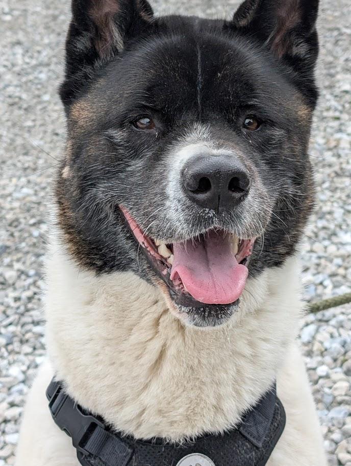 Enlarge Toka, a Adoptable Akita in Carthage, IL image 3/6