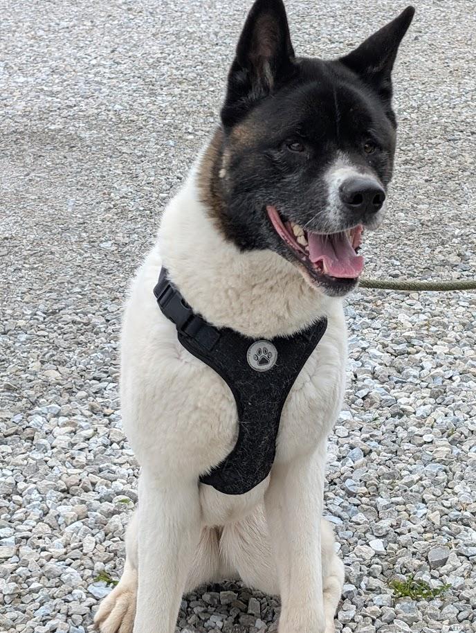 Enlarge Toka, a Adoptable Akita in Carthage, IL image 4/6