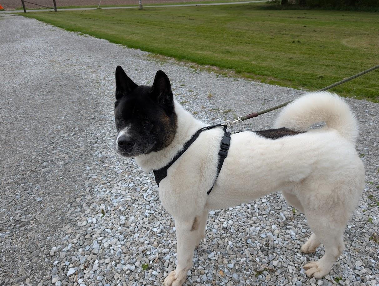 Enlarge Toka, a Adoptable Akita in Carthage, IL image 5/6