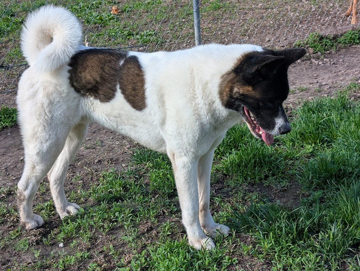 Enlarge Toka, a Adoptable Akita in Carthage, IL image 6/6